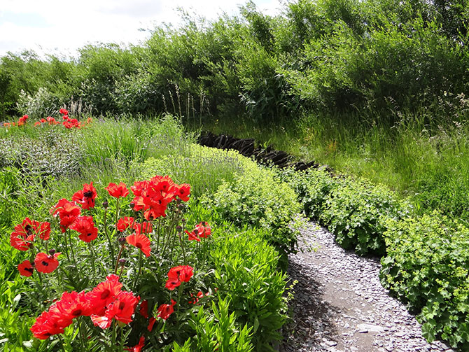 Le jardin des insectes pollinisateurs. Pavots d'Orient, alchémilles, lavandes, nepetas - © G. Carcassès